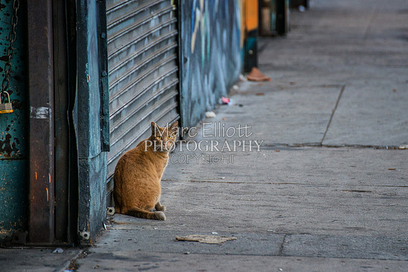 Urban Landscape's  Los Angeles