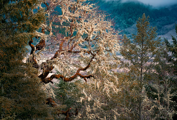 Landscapes