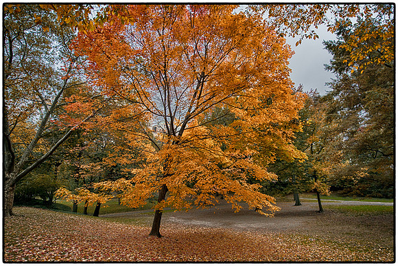 Fall in Central Park