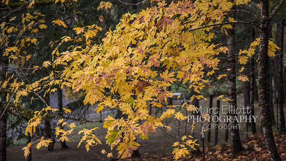 Fall Colors Roseburg Oregon