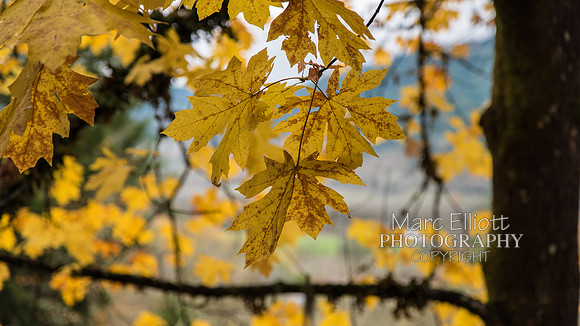 Fall Colors Roseburg Oregon