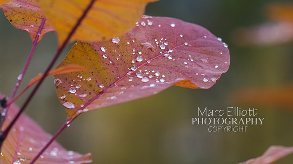 Fall Colors Roseburg Oregon