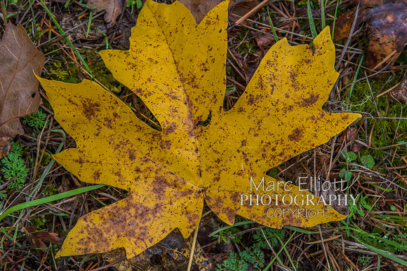 Fall Colors Roseburg Oregon