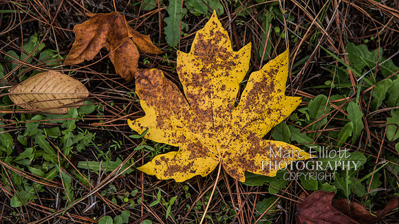 Fall Colors Roseburg Oregon