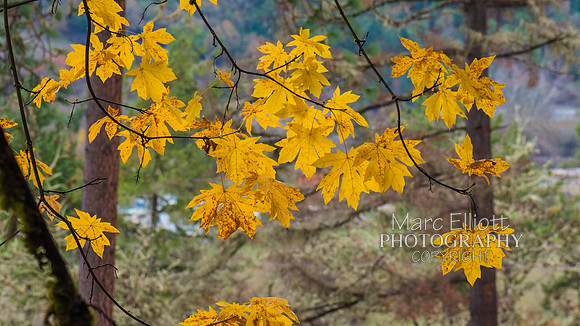 Fall Colors Roseburg Oregon