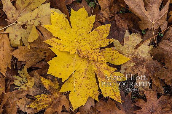 Fall Colors Roseburg Oregon