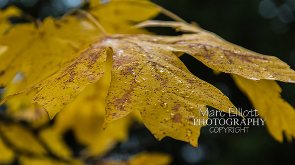 Fall Colors Roseburg Oregon