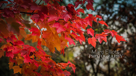 Fall Colors Roseburg Oregon
