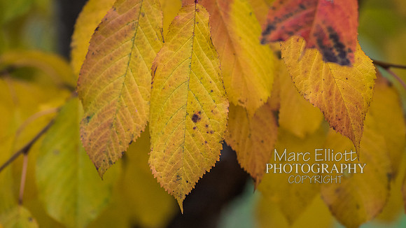 Fall Colors Roseburg Oregon