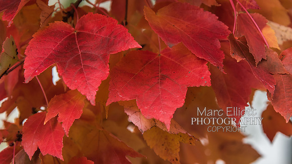 Fall Colors Roseburg Oregon