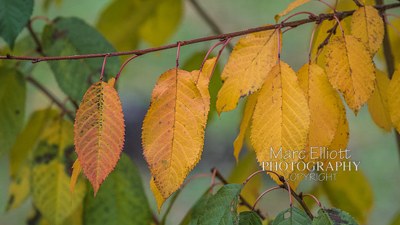 Fall Colors Roseburg Oregon