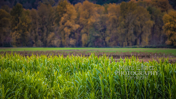 Fall Colors Roseburg Oregon