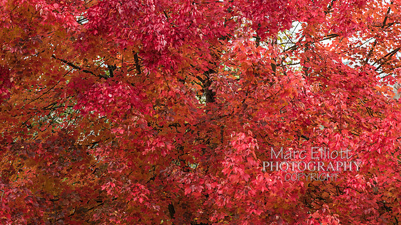 Fall Colors Roseburg Oregon